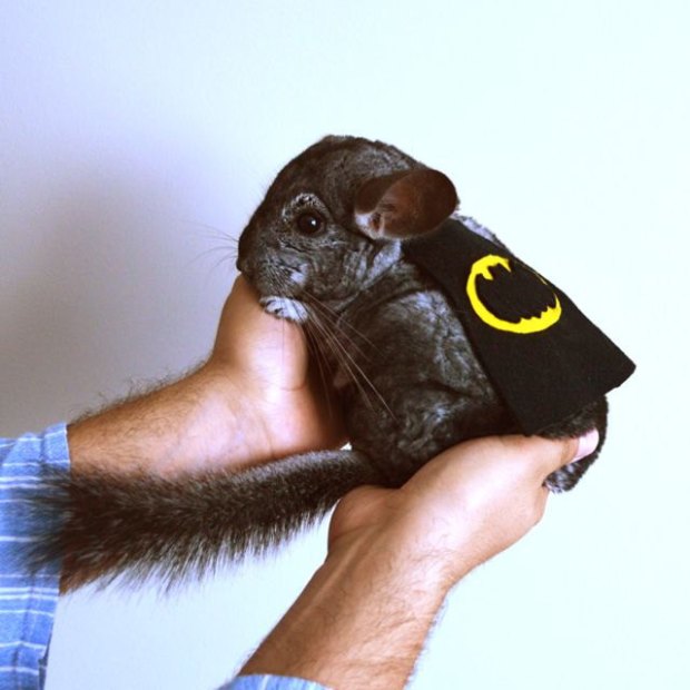 Chinchilla costume cape Batman