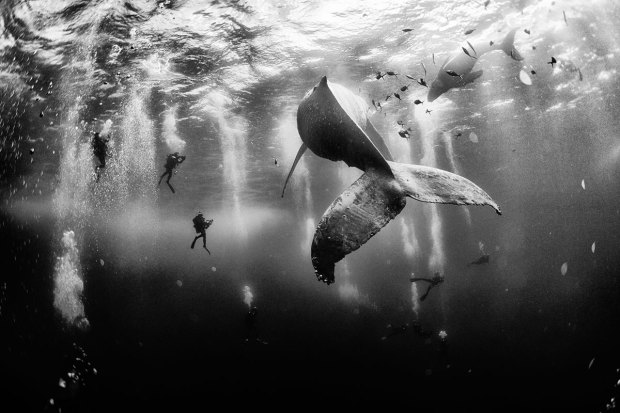 Grand Prize_Whale Whisperers